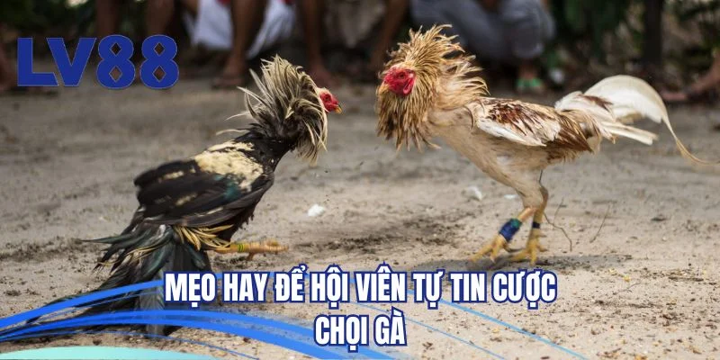 Mẹo hay để hội viên tự tin cược chọi gà 
